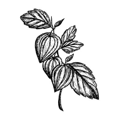 Physalis branch with fruits and leaves on an isolated background. Line art. Hand drawn sketch. Design elements for postcards, packaging, banner or textiles. Vector.