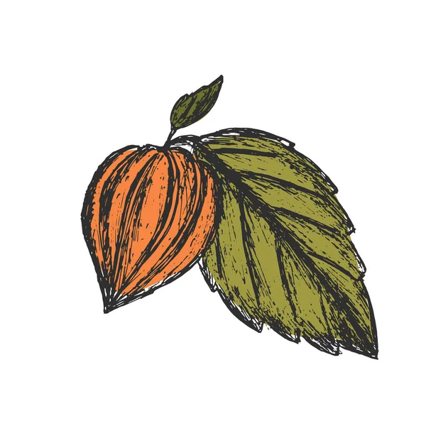 Φρούτα Physalis Φύλλα Απομονωμένο Φόντο Χρώμα Ζωγραφισμένο Στο Χέρι Εικόνα — Διανυσματικό Αρχείο