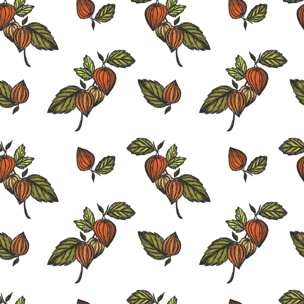 Seamless Pattern Fruits Chinese Physalis Color Hand Drawn Sketch Illustration — Archivo Imágenes Vectoriales