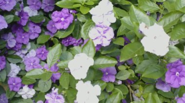 1939 'dan beri Paraguay' ın Ulusal Çiçeği olarak bilinir ve çiçekleri için yetiştirilir. Bu bir sonsuzluk.