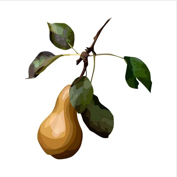 Poire réaliste vectorielle. — Image vectorielle