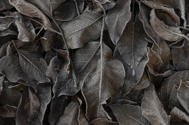 Donmuş veya karla kaplı bir fındığın koyu dokulu yaprakları bahçede soğuk bir sabahta yerde yatıyor.