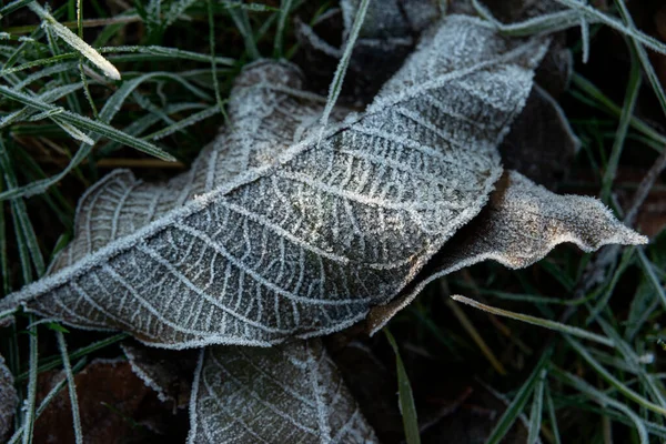 Gros Plan Feuilles Sombres Texturées Une Noix Recouvertes Givre Neige — Photo