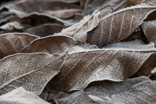 Nahaufnahme Von Abgefallenen Dunkelbraunen Strukturierten Blättern Einer Nuss Die Mit — Stockfoto