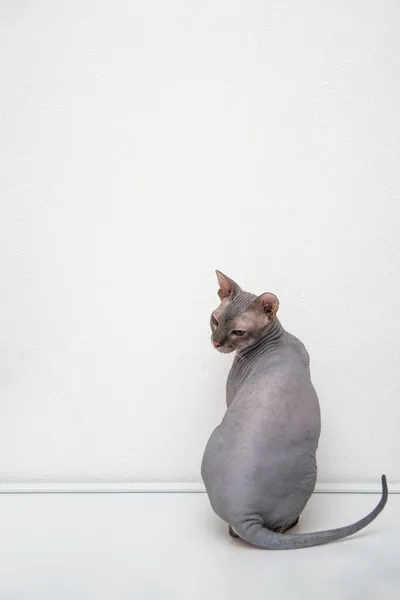 Portrait Complet Chat Domestique Sphinx Assis Contre Mur Blanc Vue — Photo
