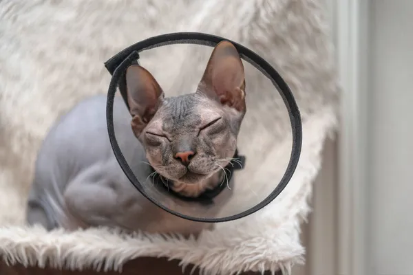 Prise Vue Chat Sphinx Malade Dans Collier Vétérinaire Couché Dans — Photo