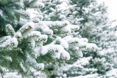 Bir kar yağışı sırasında parktaki karın altında ladin dallarının yakın çekimi. Doğal karlı kış arka planı. Kartpostal, afiş, broşür