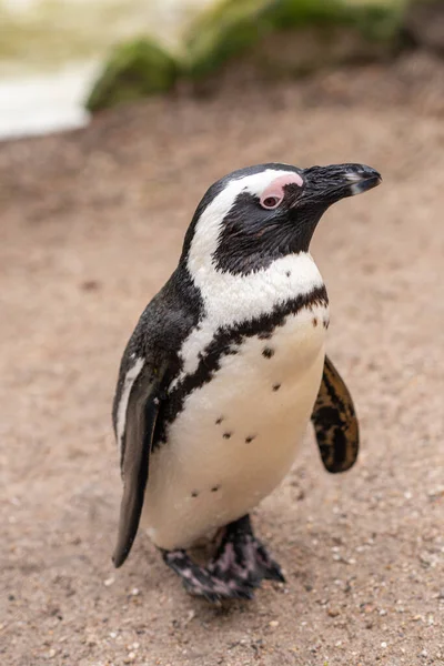 Full Length Portrait South African Penguin Standing Profile Sand — Stock Photo, Image