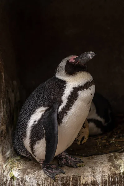 Yuvasında gözleri kapalı duran Güney Afrikalı bir penguenin tam boy portresi.