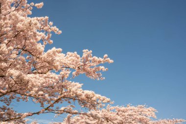 Sakura dallarını mavi gökyüzüne fotokopi uzayı ile yakın çekim yap. Pankart, arkaplan, broşür