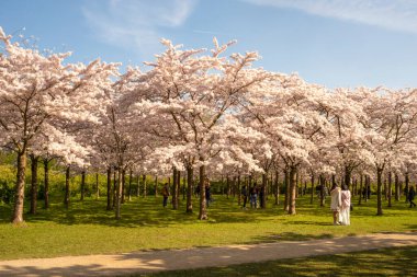 Mart 2022, Hollanda. Hollanda 'da bir parkta Japon sakurası çiçek açtı..