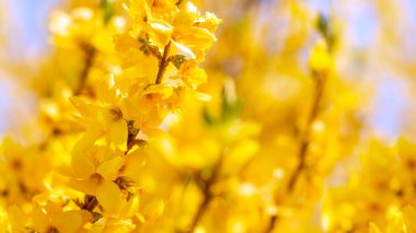 Bahar sarı çiçekleri kapatın 