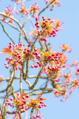  İlkbaharda mavi gökyüzüne karşı çiçek açan ağaç.