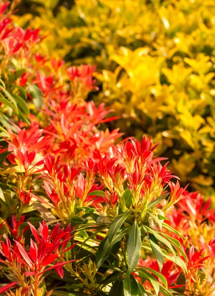 春に赤や黄色の花を閉じて — ストック写真