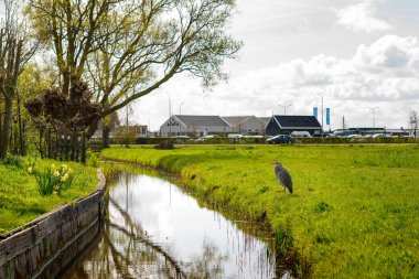 Baharın başında bir köydeki bir kanalın kıyısında gri balıkçıl vuruldu.