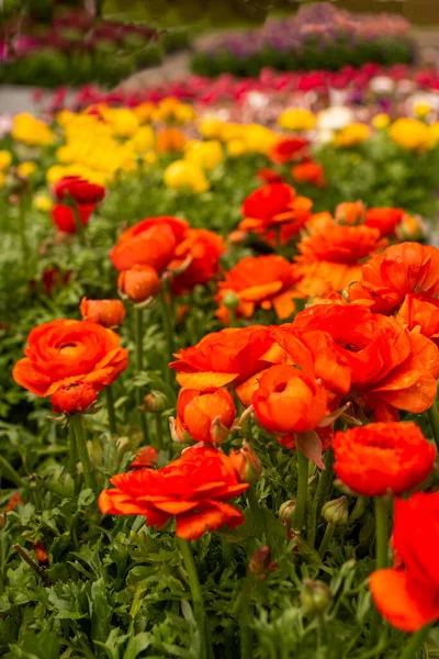 早春の花市場での造園用花の販売 — ストック写真