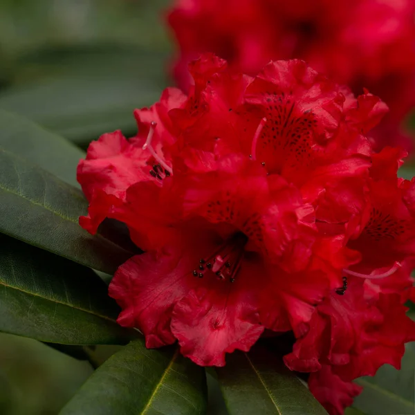 Close Rododendros Florescendo Parque Primavera — Fotografia de Stock