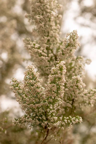 Springtime Blooming Shrubs Park — Stock Photo, Image