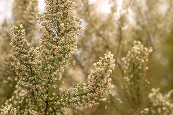 Primavera Arbusti Fiore Nel Parco — Foto Stock