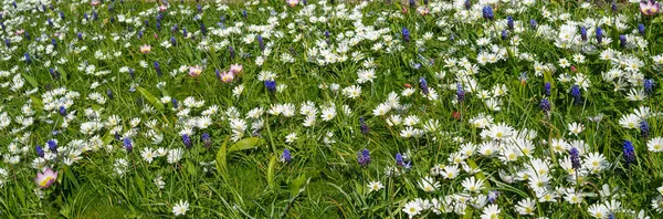 春の花のパノラマ 緑色の葉に早春の白と青の花を咲かせます — ストック写真