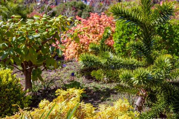 Dekorativa Bonsai Träd Parken Klar Dag — Stockfoto