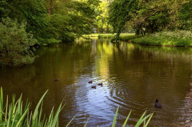 Güzel bahar manzarası. Ağaçlar ve bitkilerle çevrili vahşi ördeklerin olduğu bir gölet.. 