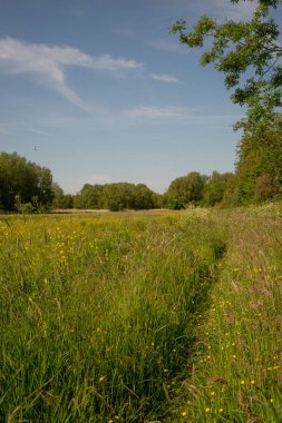 Kırsal arazide sarı kır çiçekleri olan bir patika.