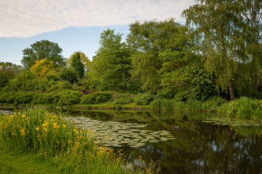 Su nilüferleriyle dolu bir kanalı olan güzel bir park manzarası. Sarı çiçekler çimlerde açar..