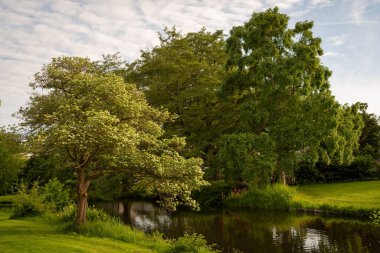 Kanalın kıyısındaki park ağaçlarının güzel manzarası. Ağaçların yansıması ve sudaki mavi gökyüzü