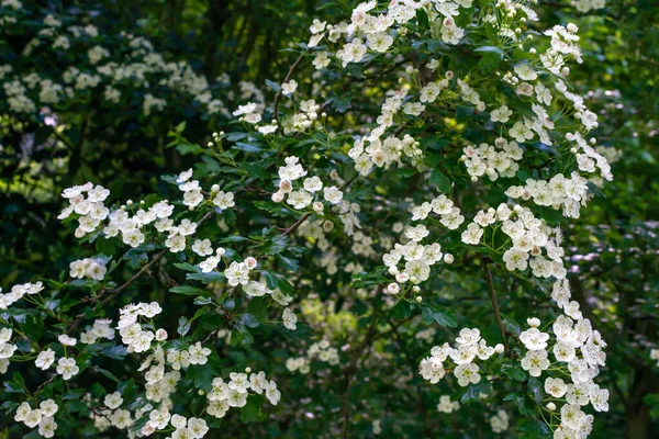 Gros Plan Des Branches Fleurs Blanches Dans Parc Printemps — Photo