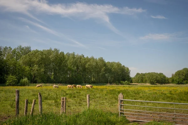 Ländliche Landschaft Mit Kühen Die Auf Einer Wiese Mit Wildblumen — Stockfoto