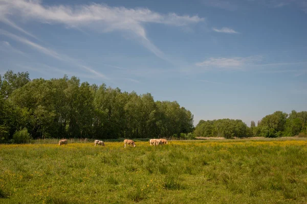 Paysage Rural Avec Troupeau Vaches Pâturant Dans Une Prairie Avec — Photo