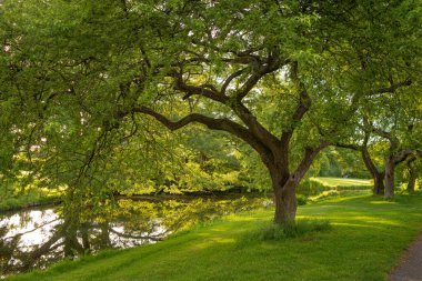 Beautiful trees with branches hanging over the river in the park. Reflection of trees in the water