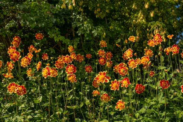 Shot Orange Flowers Flower Bed Garden Clear Day — ストック写真