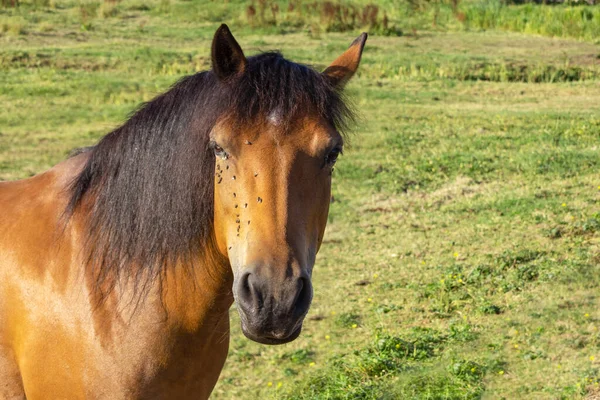 Close-up portrait of a horse with flies on its muzzle standing in a meadow