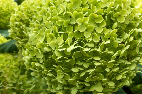 Close Shot Blooming Green Hydrangea —  Fotos de Stock
