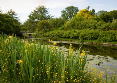 Su nilüferleriyle dolu bir kanalı olan güzel bir park manzarası. Sarı çiçekler çimlerde açar..