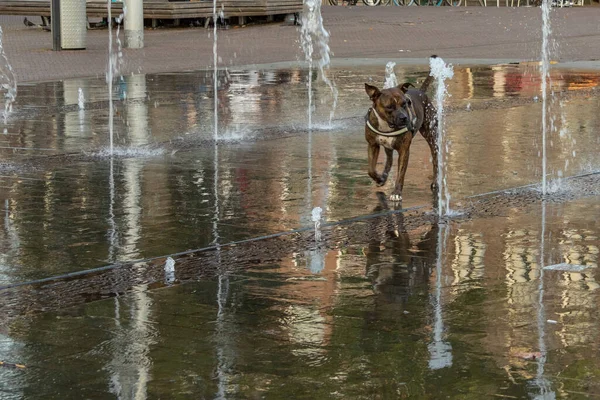 Funny Dog Running Fountain Playing Jet Water — Stock Photo, Image