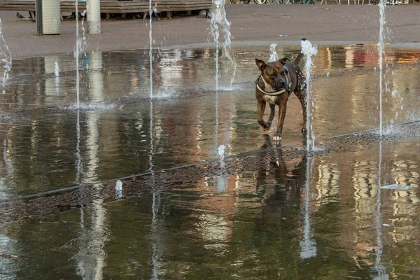 Cane Divertente Correre Intorno Alla Fontana Giocare Con Getto Acqua — Foto Stock