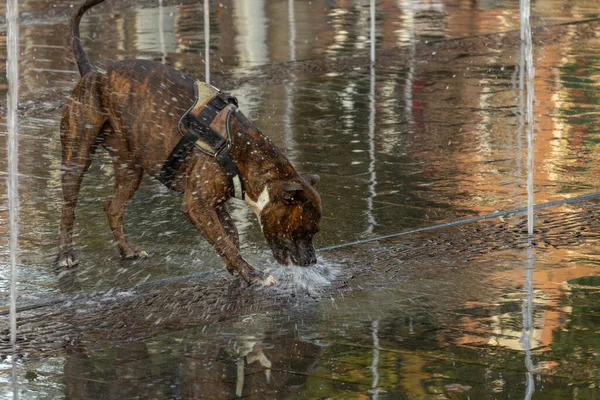 Divertido Perro Corriendo Alrededor Fuente Jugando Con Chorro Agua — Foto de Stock