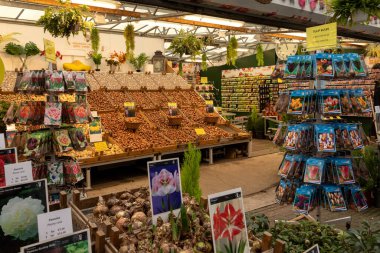 Ekim 2022. Amsterdam, Hollanda 'da. Şehir merkezindeki çiçek pazarı. Lale ve amalirius ampulleri tahta kutularda..