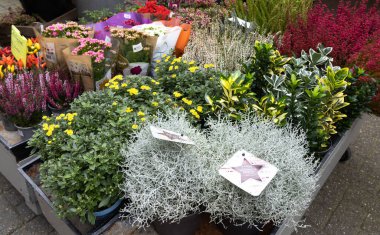 Ekim 2022. Amsterdam, Hollanda 'da. Şehir merkezinde çiçek pazarı.