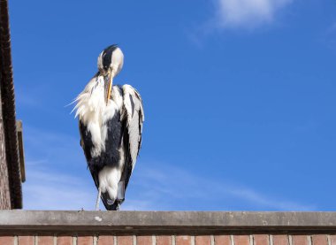 Bir evin çatısında oturan ve açık mavi gökyüzüne karşı tüyleri temizleyen gri balıkçıldan bir kare.