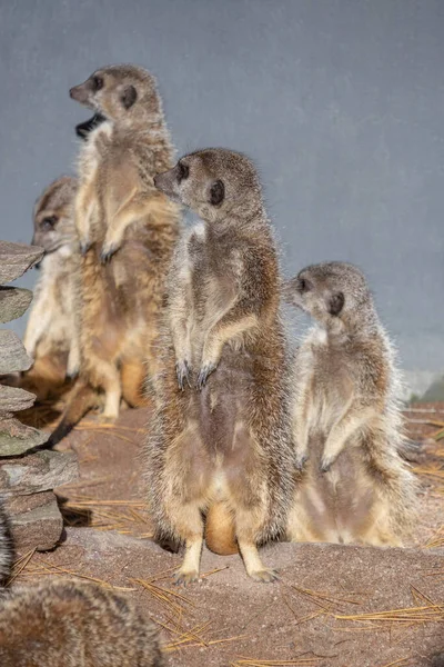 Prise Vue Suricates Debout Sur Leurs Pattes Arrière Regardant Dans — Photo