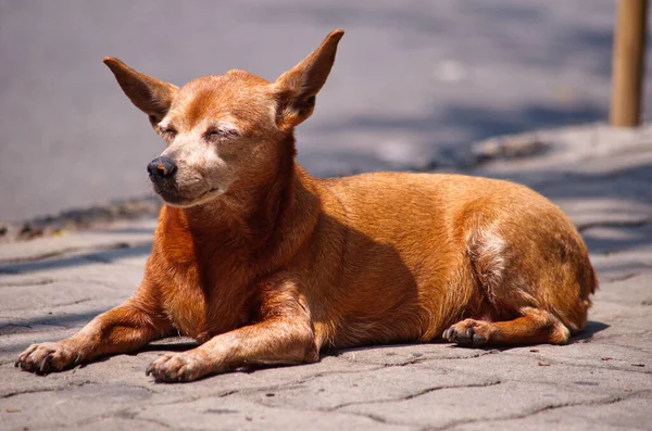 Сонная Собака Полдень — стоковое фото