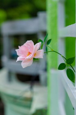 Pencerenin dışındaki balkonda güller