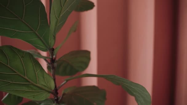 Close shot of big plant on a peach relief background. peach coloured walls — Vídeo de stock