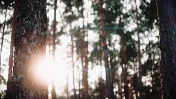 Sol está rompiendo a través de los árboles en el bosque al atardecer en invierno — Vídeo de stock