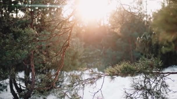 El sol atraviesa los pinos en el hermoso bosque al atardecer en invierno — Vídeo de stock