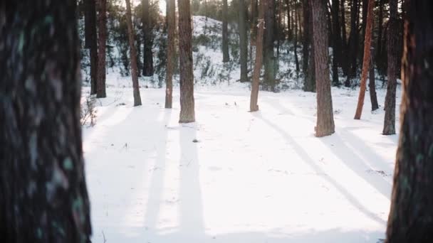 冬日落山时，森林里的白雪上有阳光的影子 — 图库视频影像